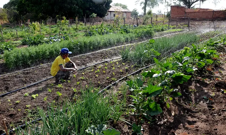 Processos ecológicos em agricultura sustentável - Parte 8