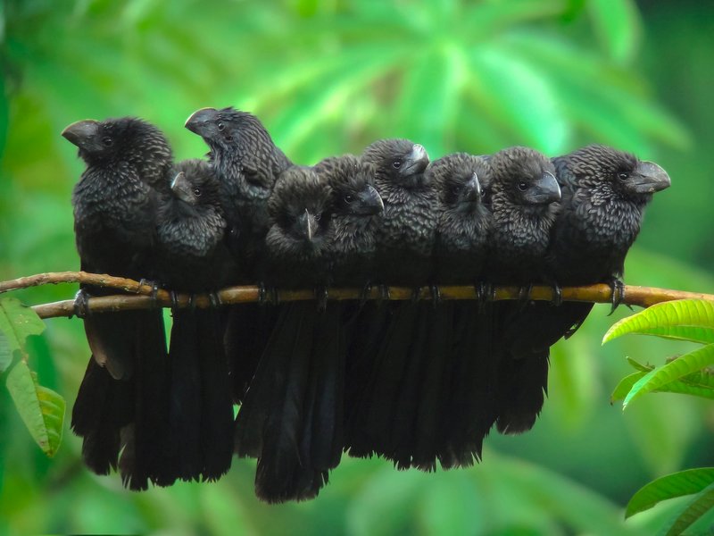 O Anum como um pássaro preto