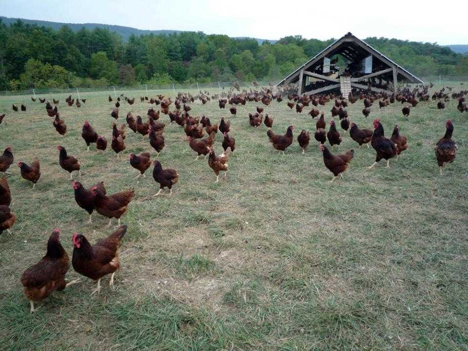 Galinhas em interação social na Fazenda Polyface.